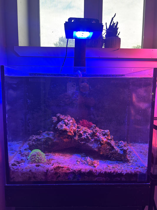 Live Sand Seed Starter – Boost Biological Filtration