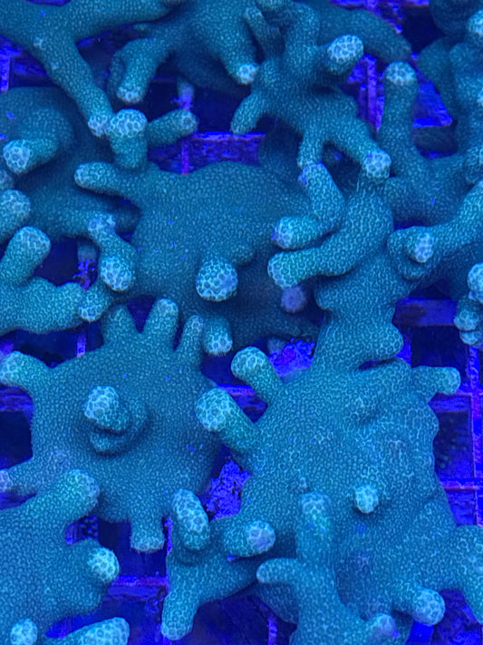 Yellow Porites cylindrica - Stoney Coral - Easy to Intermediate