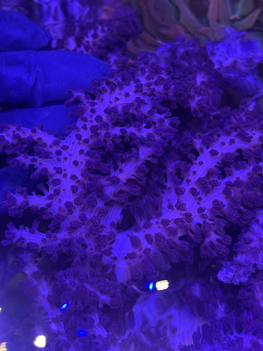 Colt Coral (Klyxum simplex) - Soft Coral - Easy