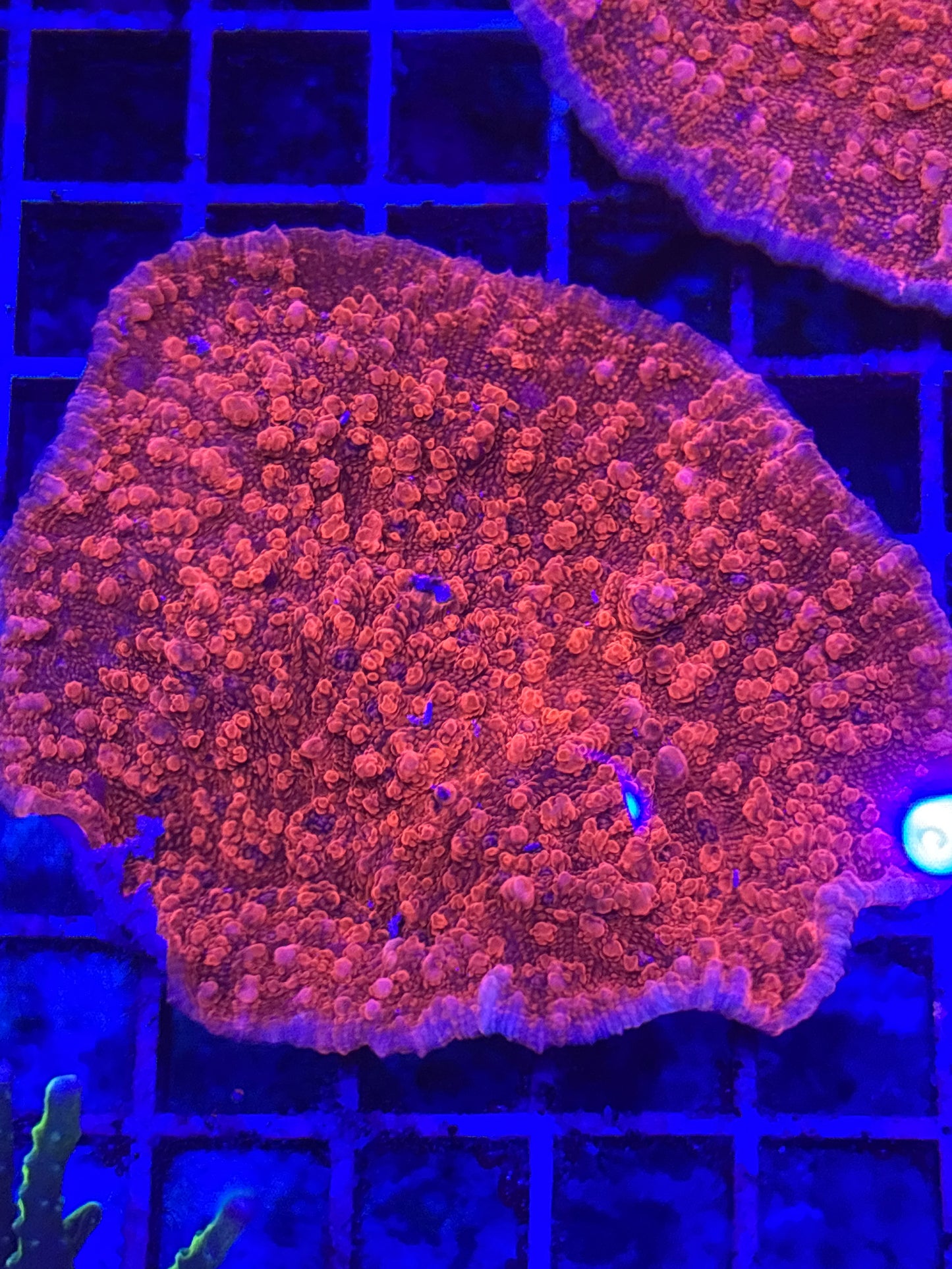 Red Echinopora Chalice