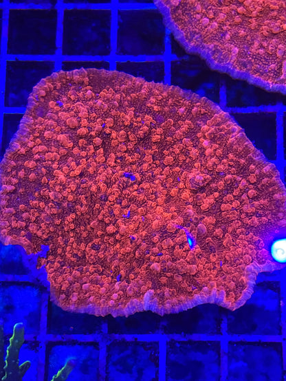 Red Echinopora Chalice