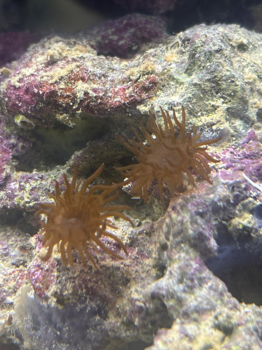 Majano Anemones (Anemonia cf. manjano)