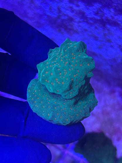 OVERSTOCK Corals
