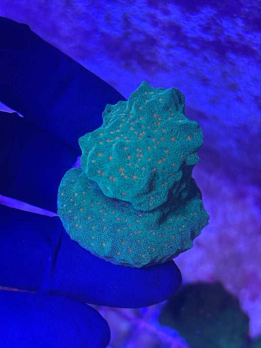 Leptoseris (Pumpkin Patch or Tangerine Juice) - Stoney Coral - Easy to Intermediate