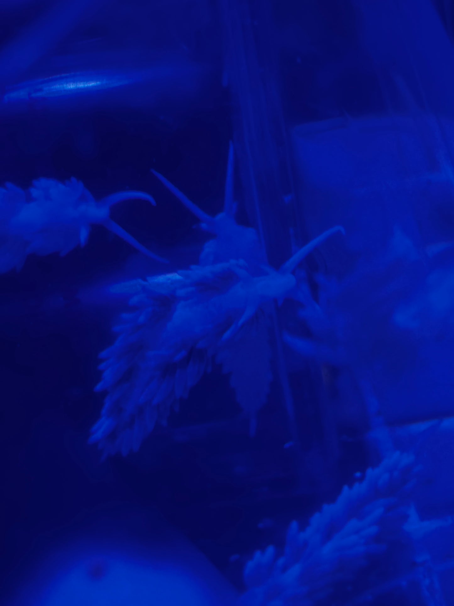 Berghia nudibranch