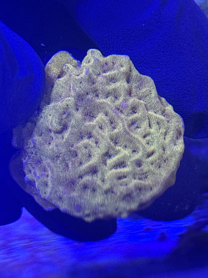 OVERSTOCK Corals