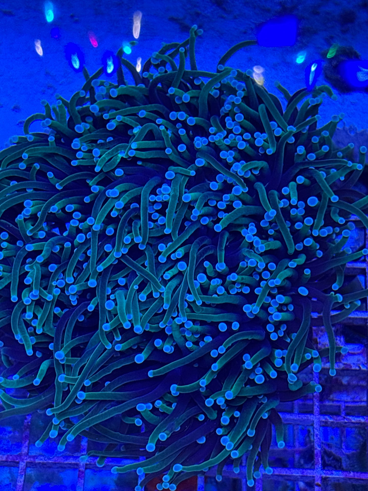 Dragon Soul Torch- Bi color Euphyllia glabrescens