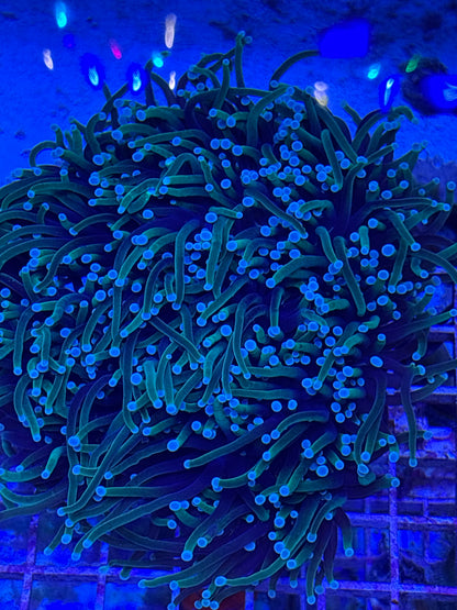 Dragon Soul Torch- Bi color Euphyllia glabrescens