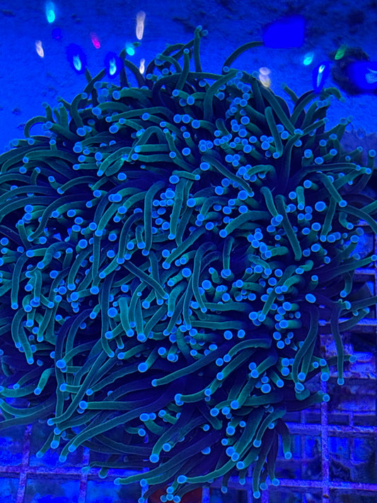 Dragon Soul Torch- Bi color Euphyllia glabrescens