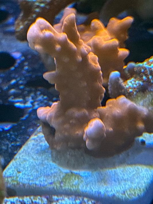 Montipora setosa- Funky red Monti