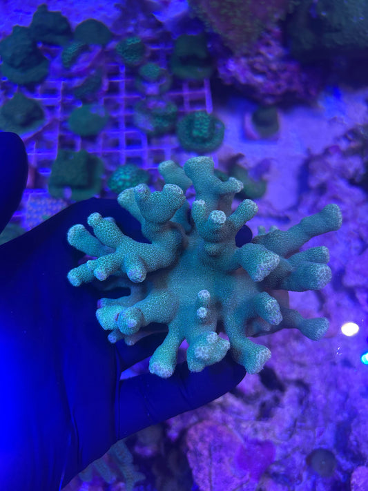 Yellow Porites cylindrica - Stoney Coral - Easy to Intermediate