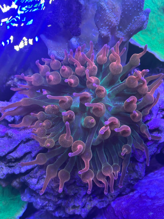 Rainbow Bubble Tip Anemone (Entacmaea quadricolor)