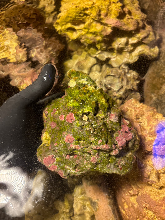 Live Rock – Natural Biological Filtration for Educational Aquaria