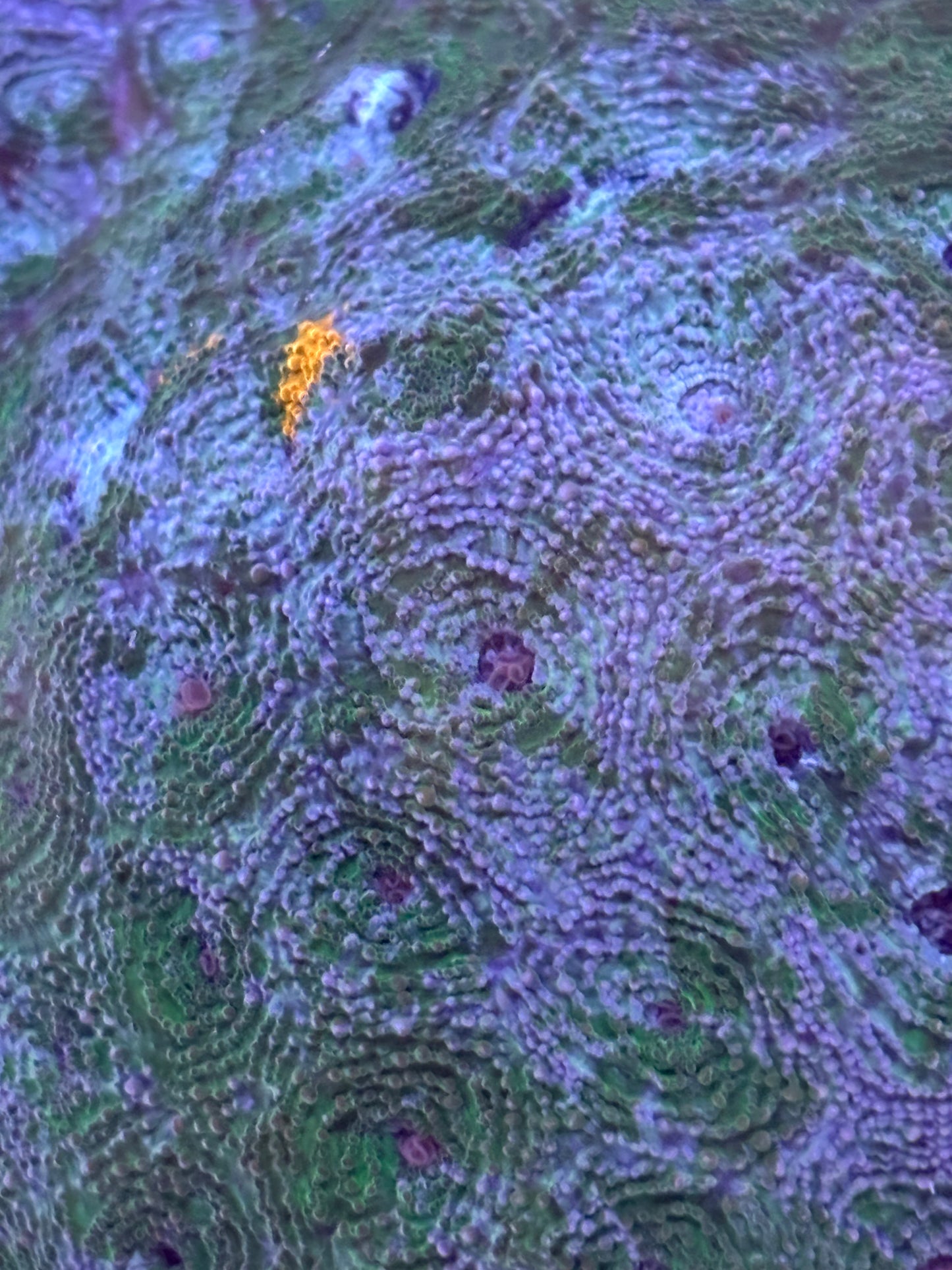Acan echinata