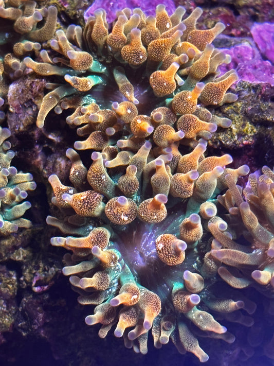 CapitalCorals Mini Rainbow (Purple Tip)