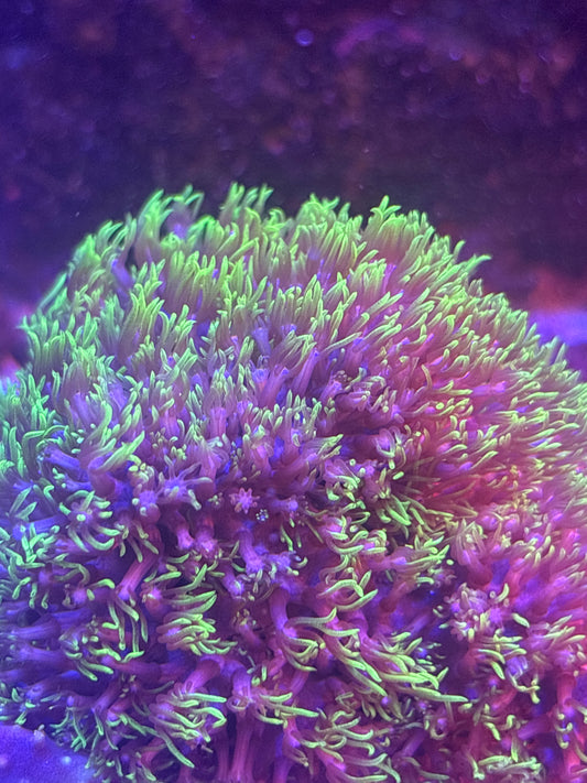 Green Star Polyps (Briareum) - Soft Coral - Easy