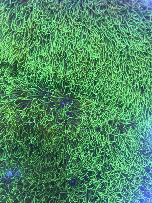 Green Star Polyp
