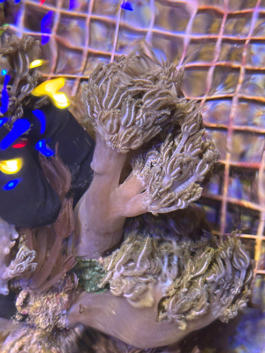 Pulsing Xenia (Xenia elongata) - Soft Coral - Easy