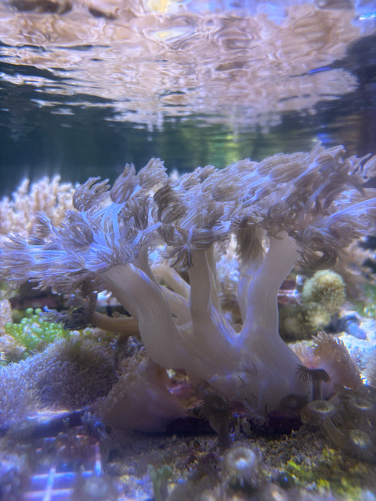 Pulsing Xenia (Xenia elongata) - Soft Coral - Easy