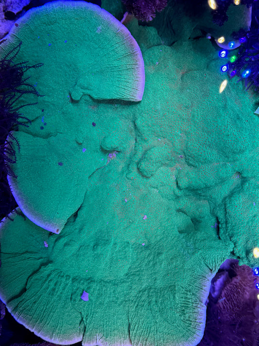 Seasons Greetings Montipora