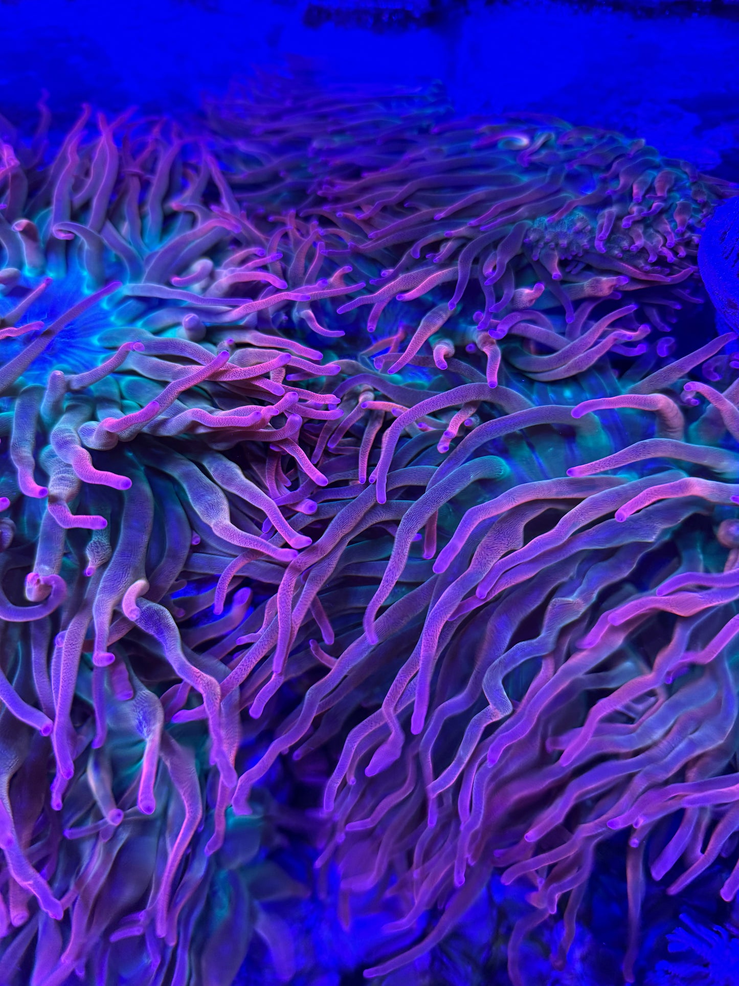 CapitalCorals Signature "Nova Afterglow" Rainbow Bubble Tip Anemone