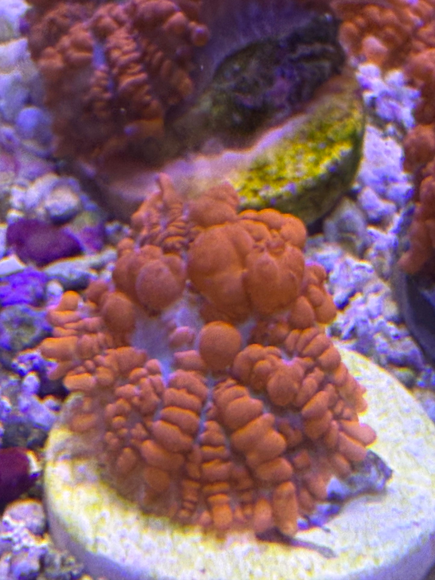 Credabounce Bouncing Mushroom