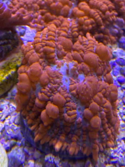 Credabounce Bouncing Mushroom