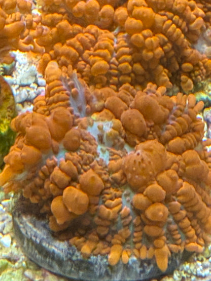 Credabounce Bouncing Mushroom