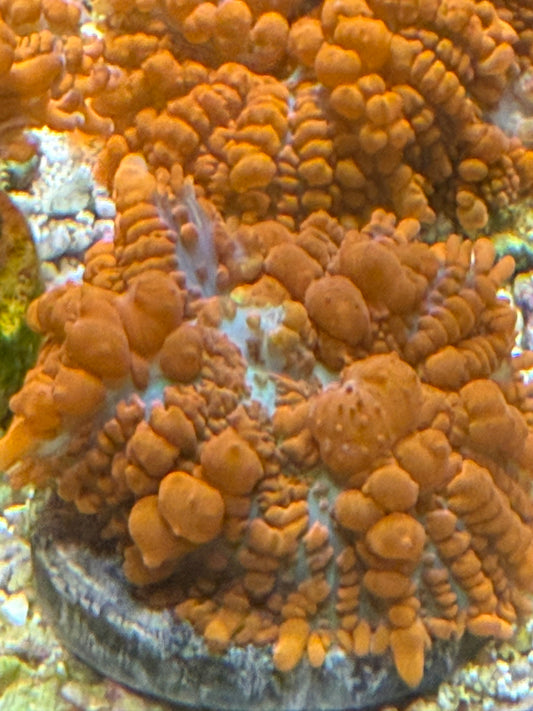 Credabounce Bouncing Mushroom