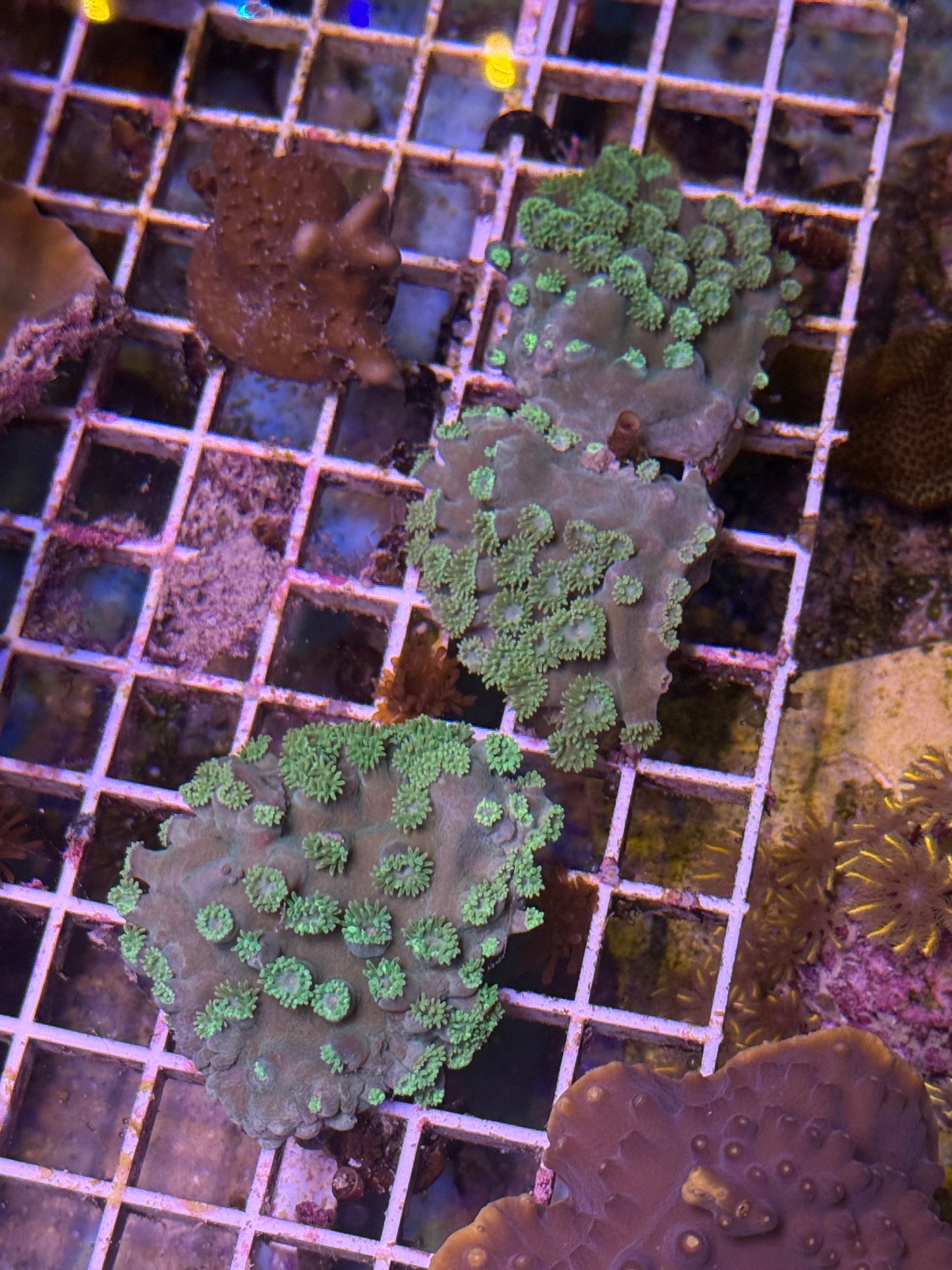 Turbinaria plate XL 4 pack- aquacultured