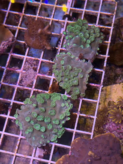 Turbinaria plate XL 4 pack- aquacultured