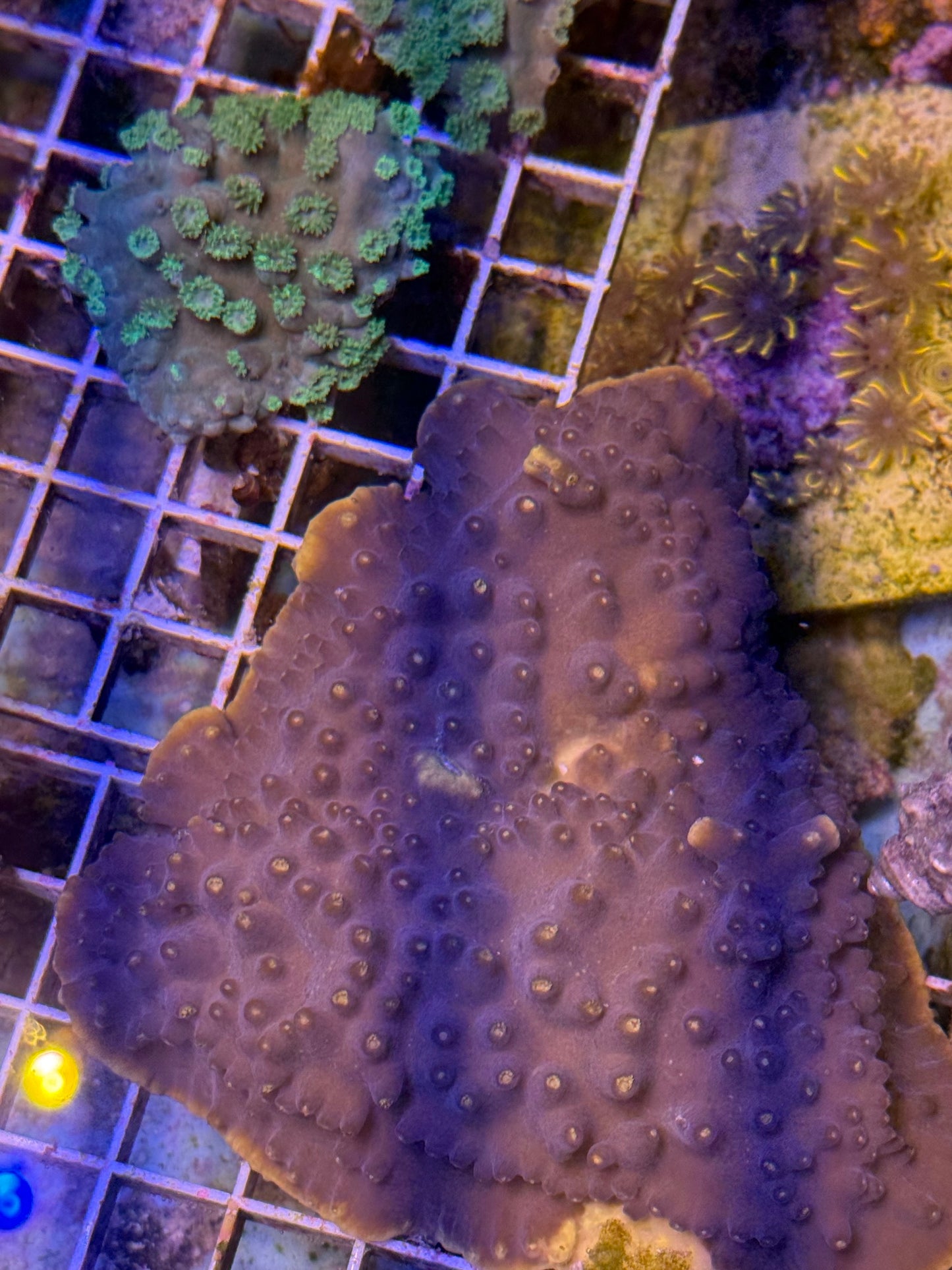 Turbinaria plate XL 4 pack- aquacultured