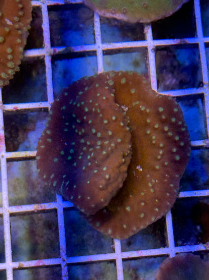 Turbinaria plate XL 4 pack- aquacultured