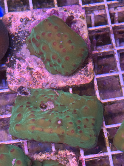 Turbinaria plate XL 4 pack- aquacultured