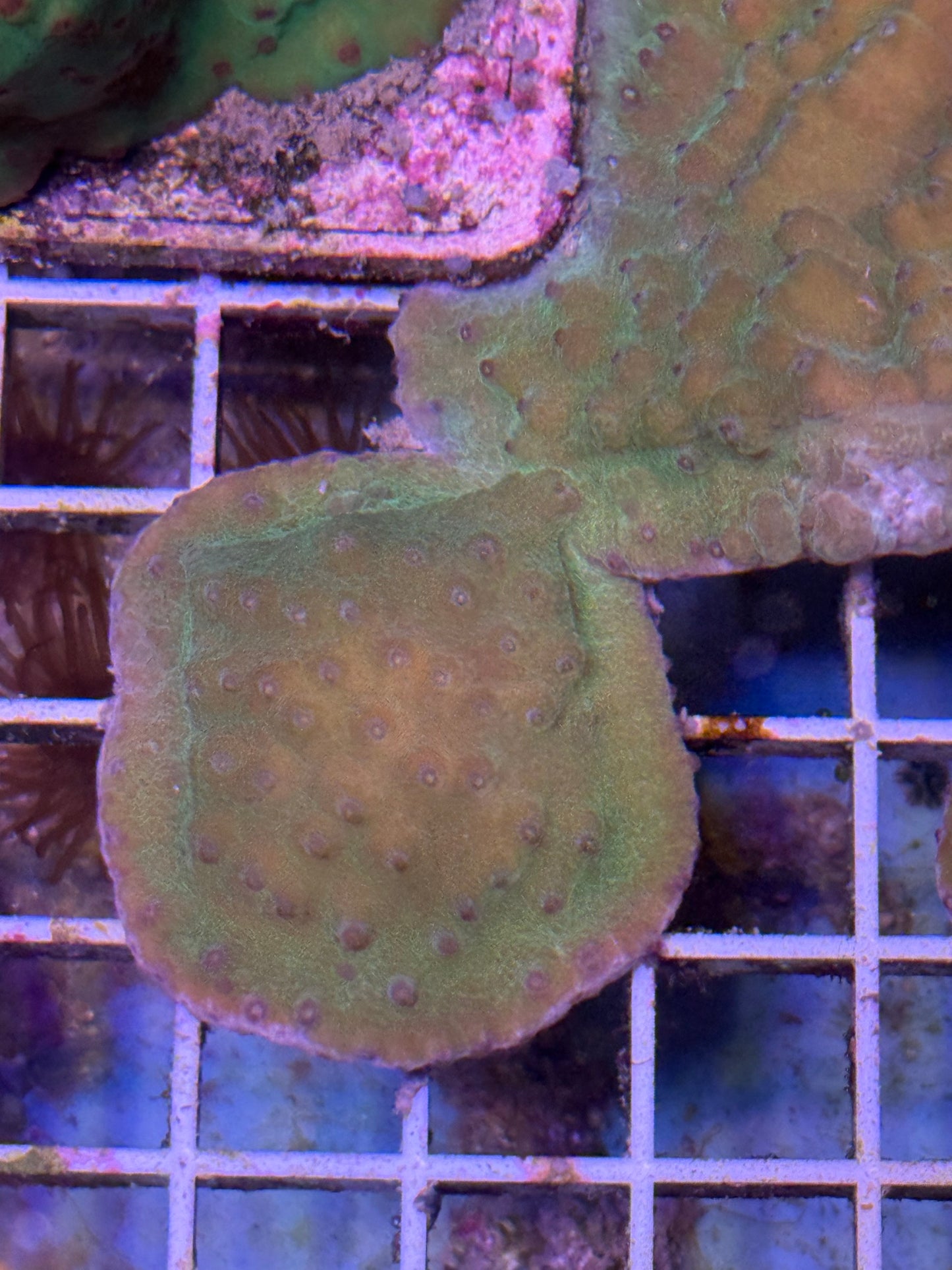 Turbinaria plate XL 4 pack- aquacultured