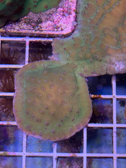 Turbinaria plate XL 4 pack- aquacultured