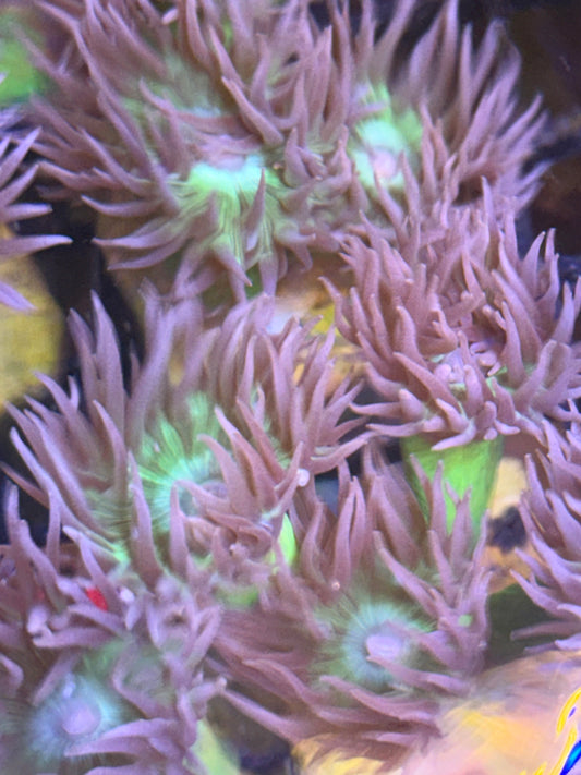 Duncanopsammia axifuga
