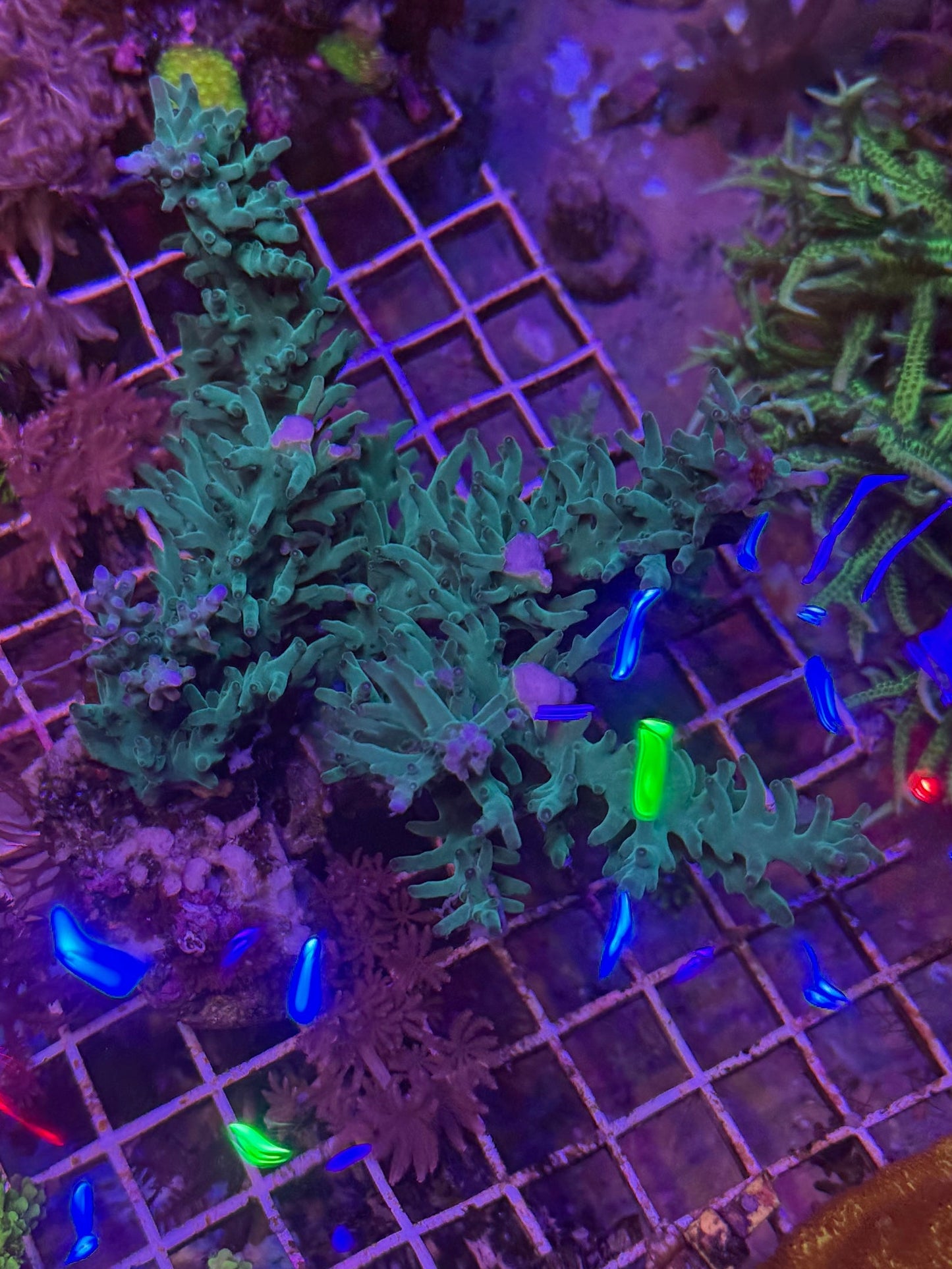 Acropora Echinata0 BottleBrush Acro