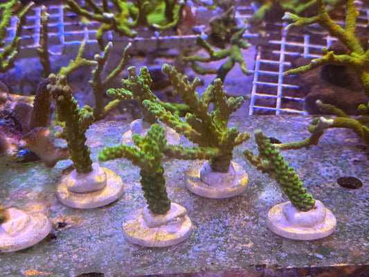 Green Bali Slimer Acropora