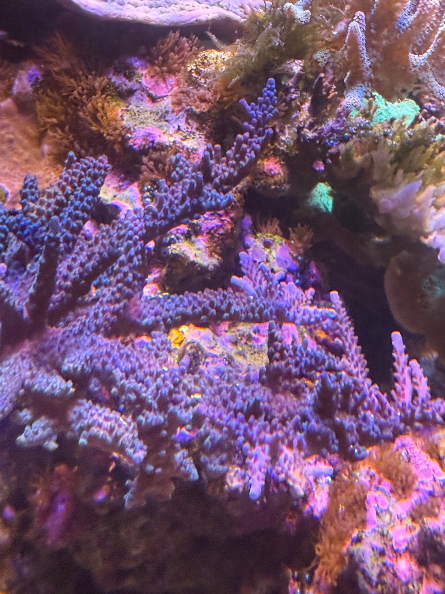 Blue Staghorn Acropora