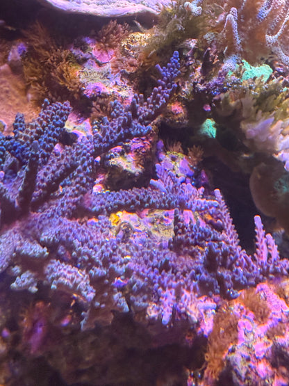 Blue Staghorn Acropora