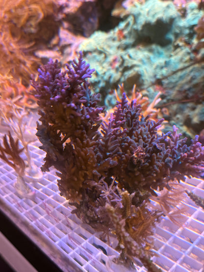 Acropora Echinata0 BottleBrush Acro