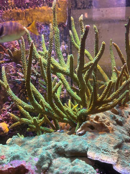 Green Bali Slimer Acropora