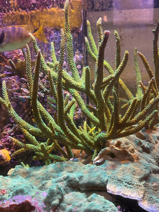 Green Bali Slimer Acropora