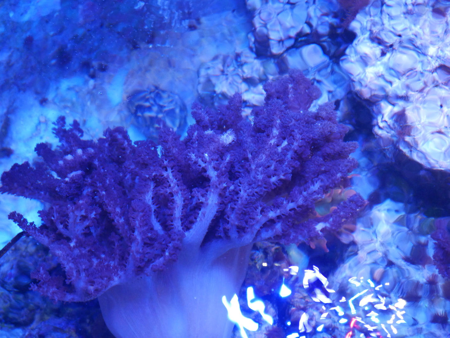 Claudelia-Colt Coral