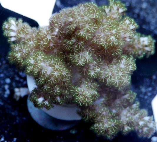 Mint Green Kenya Tree