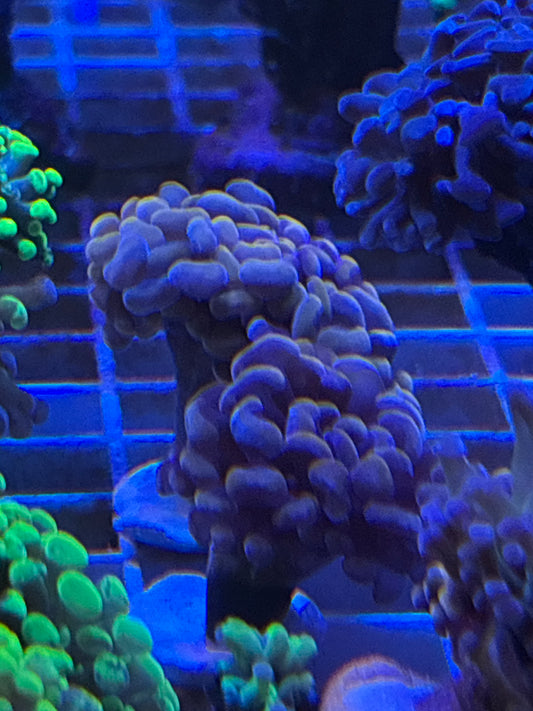 Rose/Pink Branching Hammer