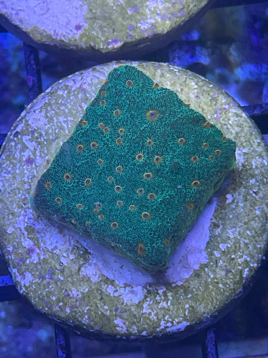 Pumkin Patch Cyphastrea