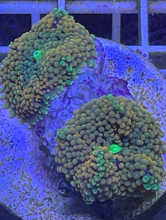 Mushroom coral (Rhodactus or Discosoma) - Soft Coral - Easy