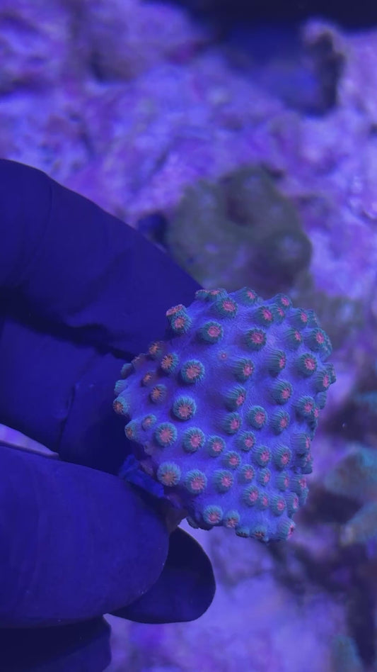 Meteor Shower (Cyphastrea) - Stoney Coral - Easy to Intermediate